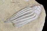 Pair of D Crinoid Fossils - Crawfordsville, Indiana #92522-3